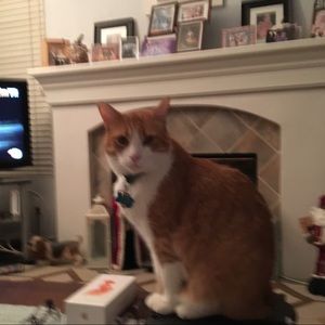 Meet your Posher, Tammy